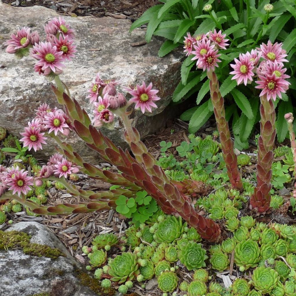 Hen-and-Chicks Seeds (Sempervivum tectorum)