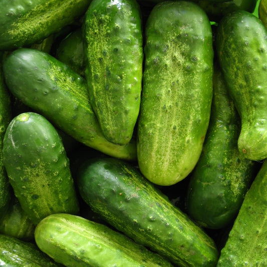 Homemade Pickling Cucumber Seeds