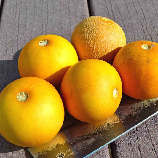 Mango Melon (Vine Peach) Seeds