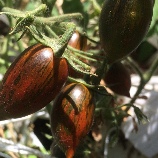 Brad's Atomic Grape Tomato Seeds