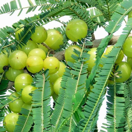Amla Seeds (Emblica officinalis)