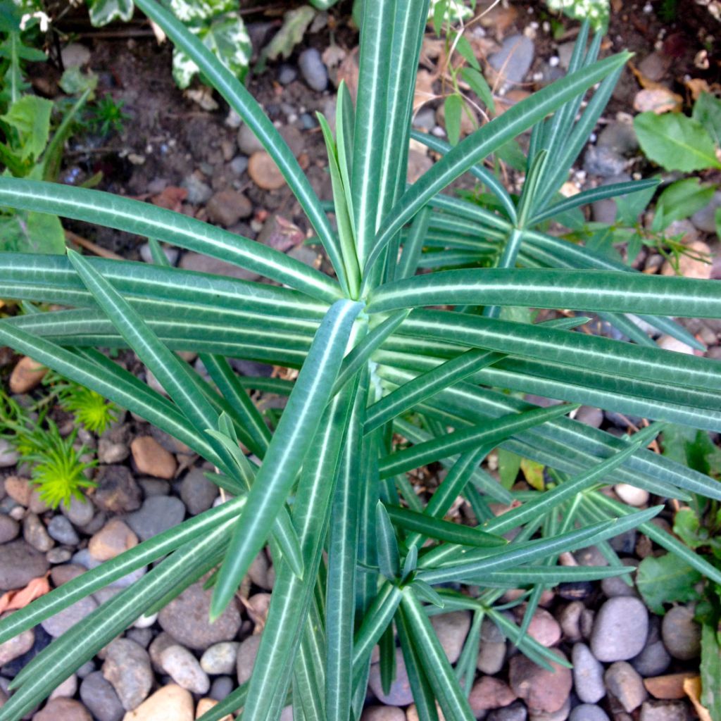 plant frozen seeds Moleplant Seeds (Euphorbia lathyris)