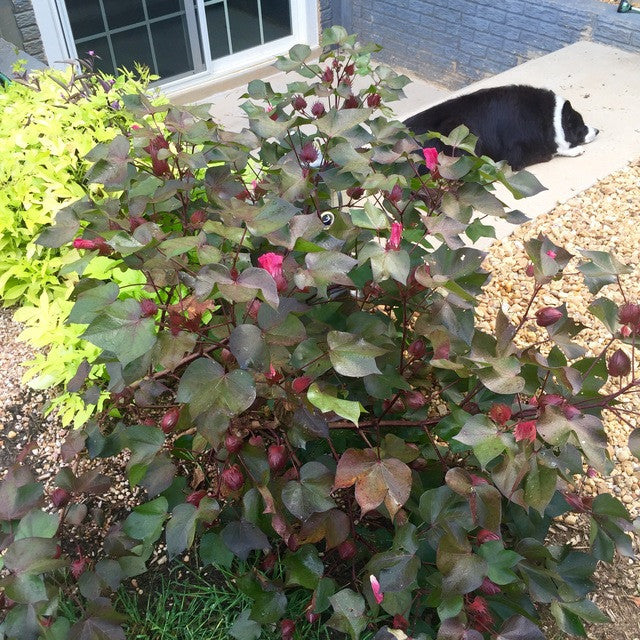 Red Foliated Cotton Seeds