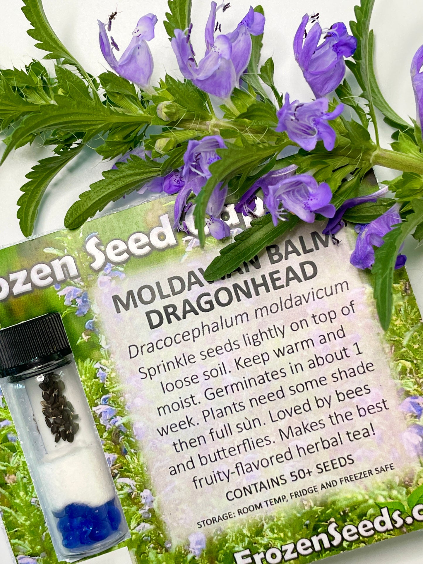 Moldavian Balm Dragonhead Seeds (Dracocephalum moldavica)