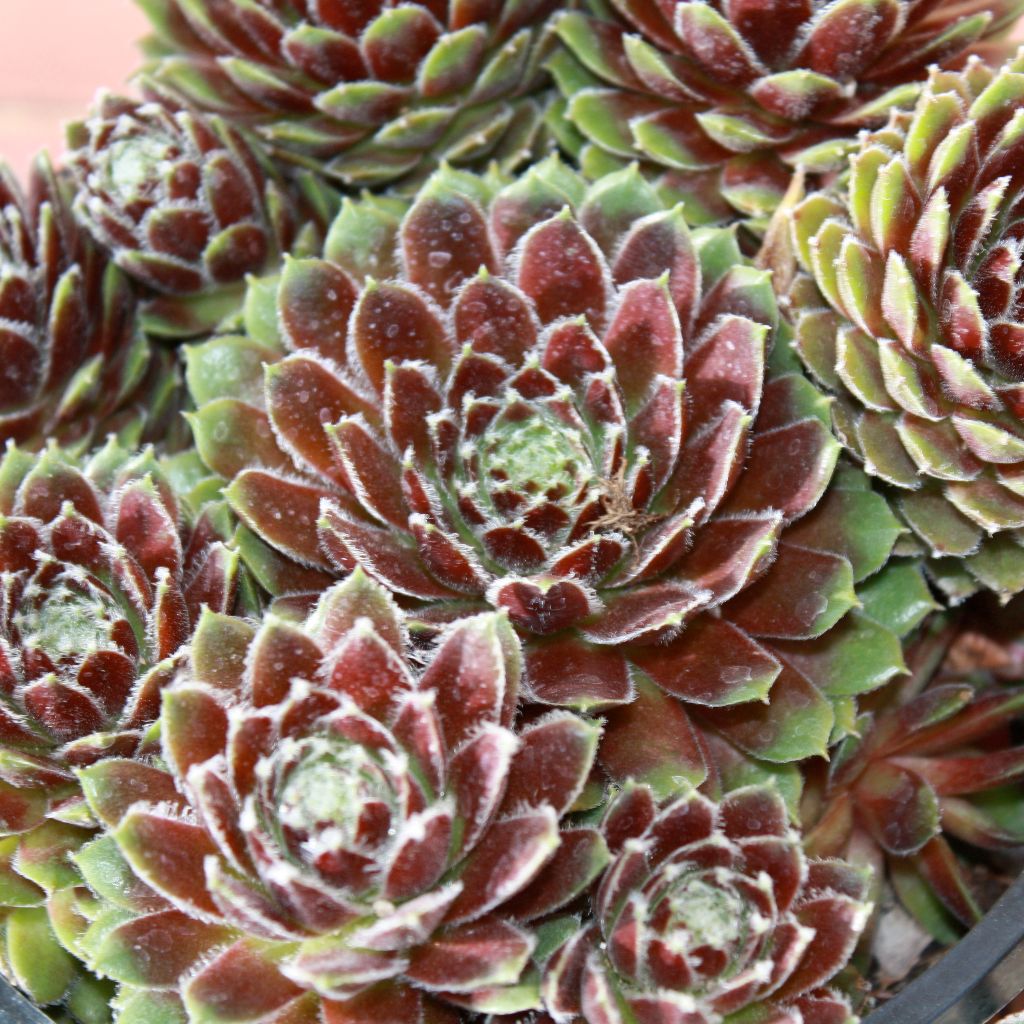 Hen-and-Chicks Seeds (Sempervivum tectorum)