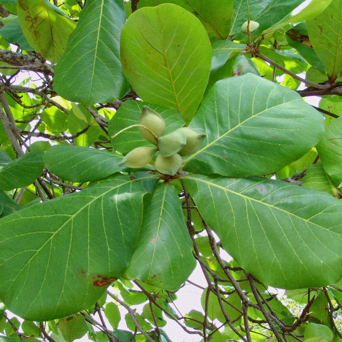 almond plant seeds Tropical Indian Almond Seeds (Terminalia catappa) [PACKET ONLY] – Frozen  Seed Capsules™