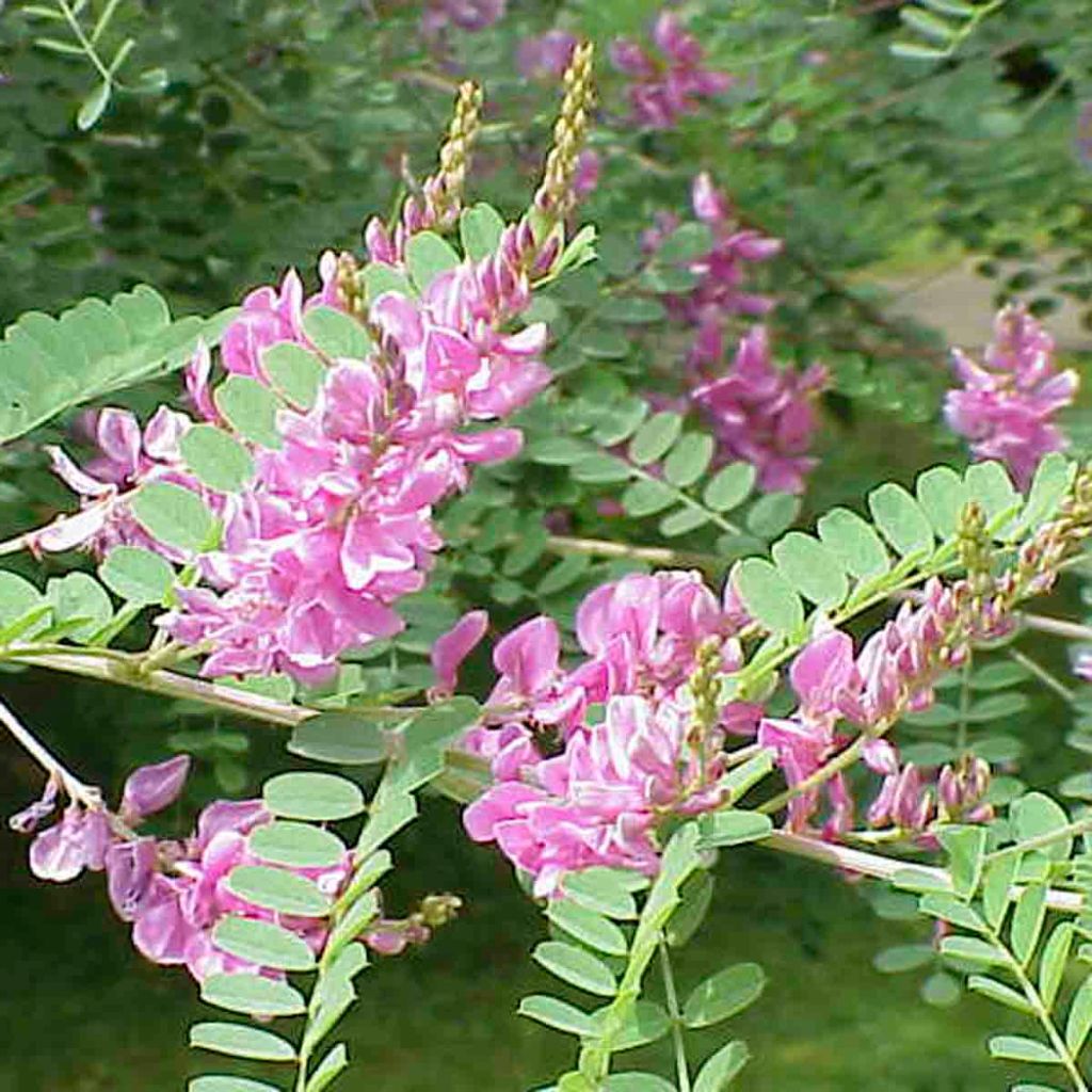 avuri plant seed Indigo (Indigofera tinctoria) Seeds