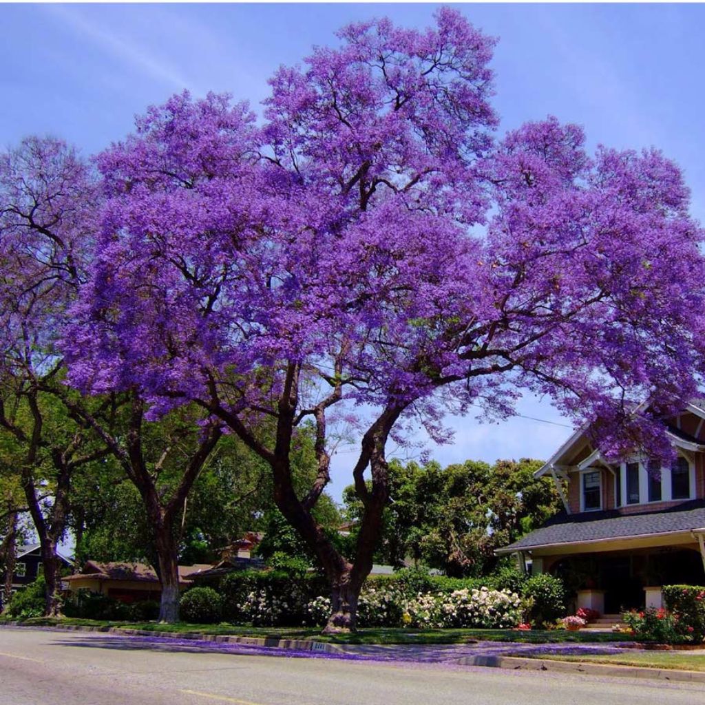 Jacaranda Seeds (Jacaranda mimosifolia)