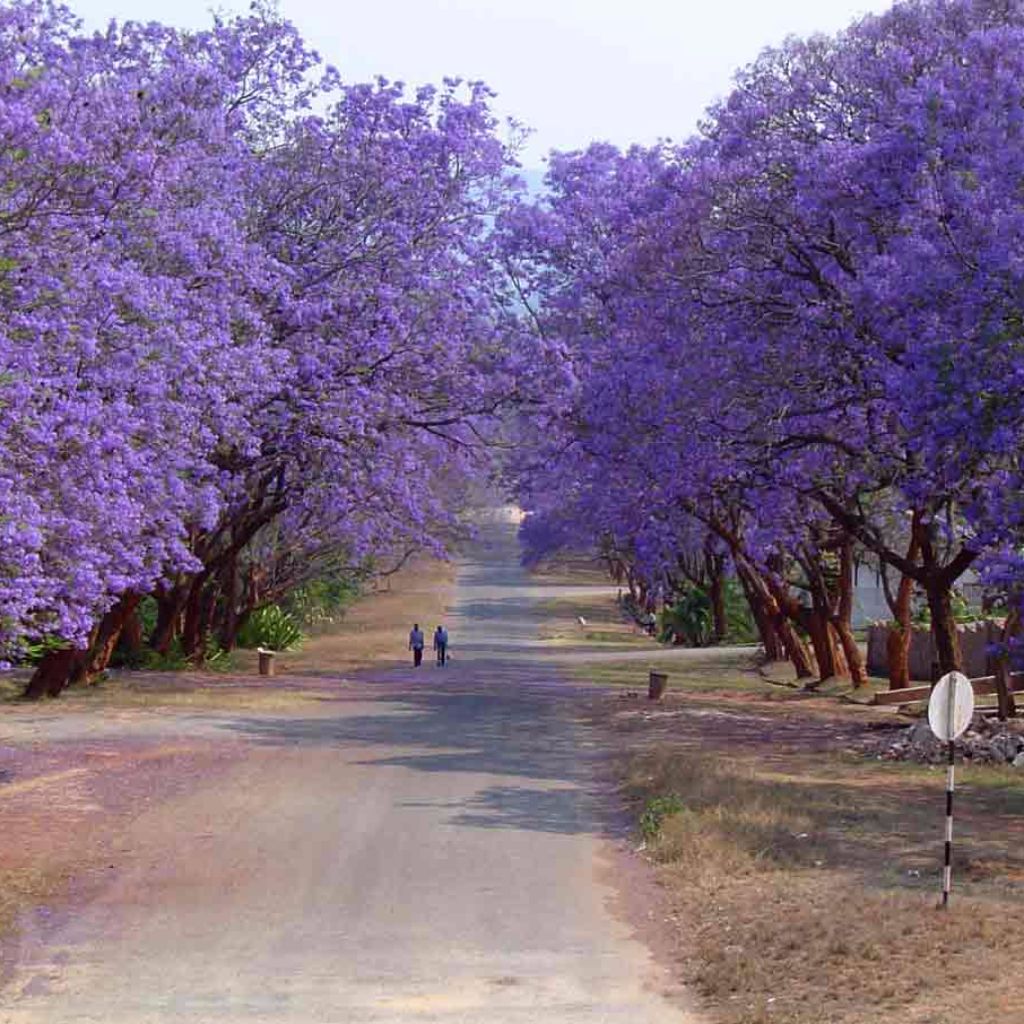 Jacaranda Seeds (Jacaranda mimosifolia)