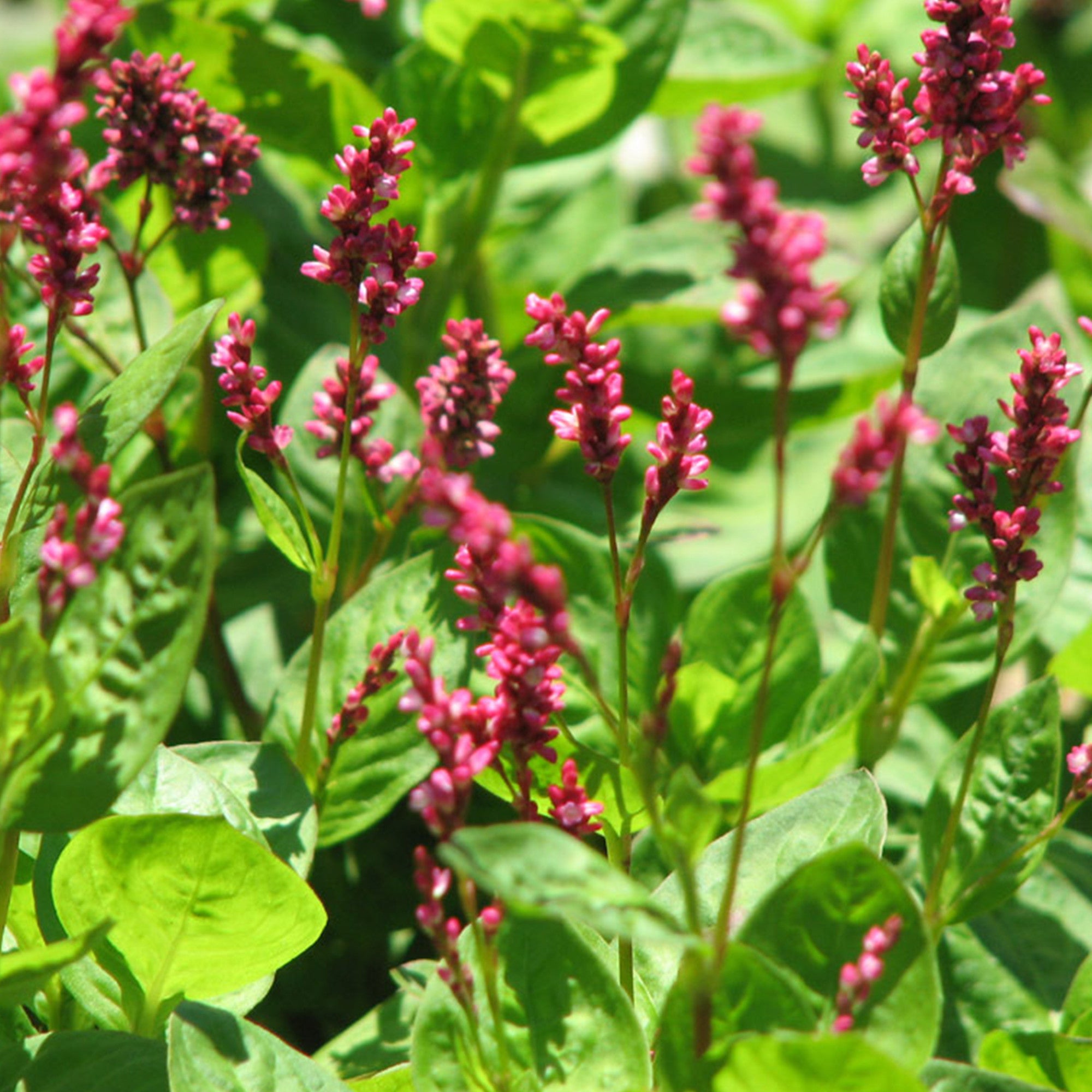 Japanese Indigo Plant