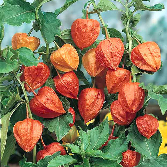 Japanese Lantern Seeds (Physalis alkekengi franchetii)