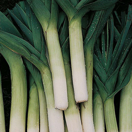 Autumn Giant Leek Seeds