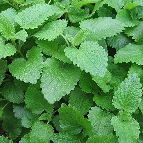 melissa plant seeds Lemon Balm Seeds (Melissa officinalis)