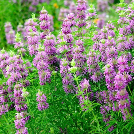 Lemon Bergamot Seeds; Lemon Bee Balm Seeds (Monarda citriodora)