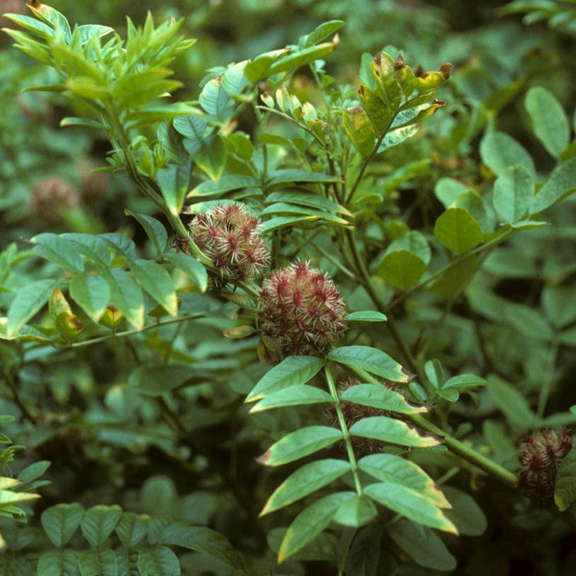 Licorice Plant Seeds (Glycyrrhiza glabra)