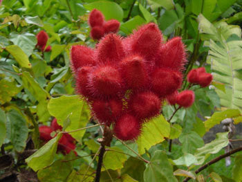 Lipstick Tree Seeds (Bixa orellana)