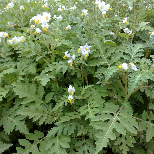 Litchi Tomato Seeds (Solanum sisymbriifolium)