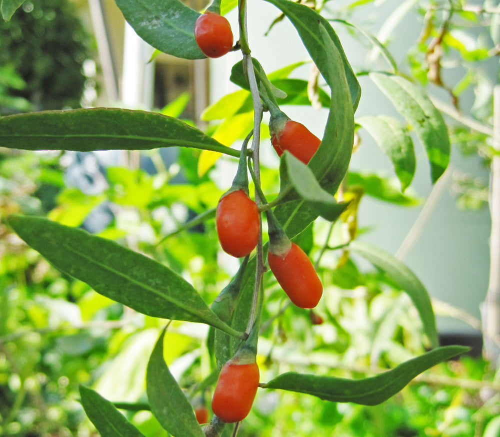 Gojiberry Seeds (Lycium barbarum)