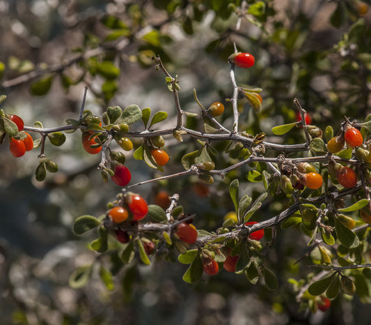 Desert Wolfberry Seeds (Lycium exsertum)
