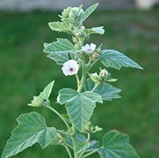 Marshmallow Seeds (Althaea officinalis)