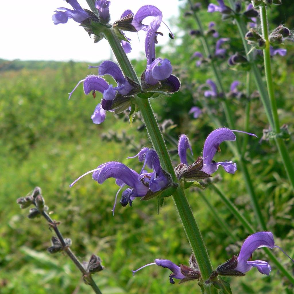 Meadow Sage Seeds (Salvia pratensis)