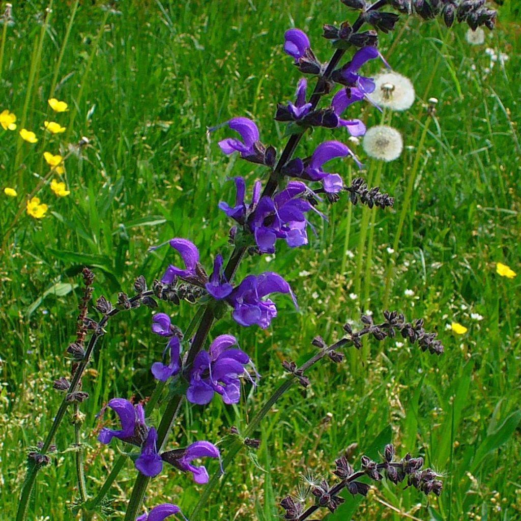 Meadow Sage Seeds (Salvia pratensis)