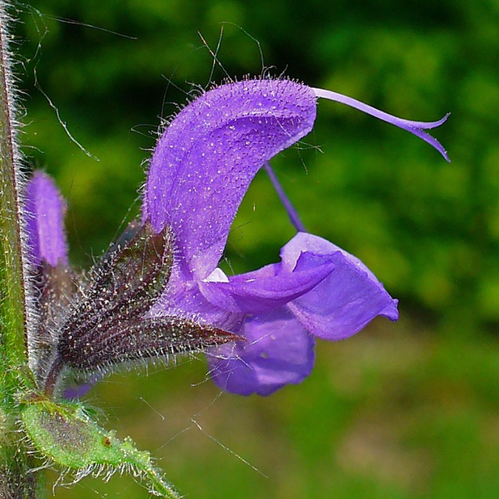 Meadow Sage Seeds (Salvia pratensis)