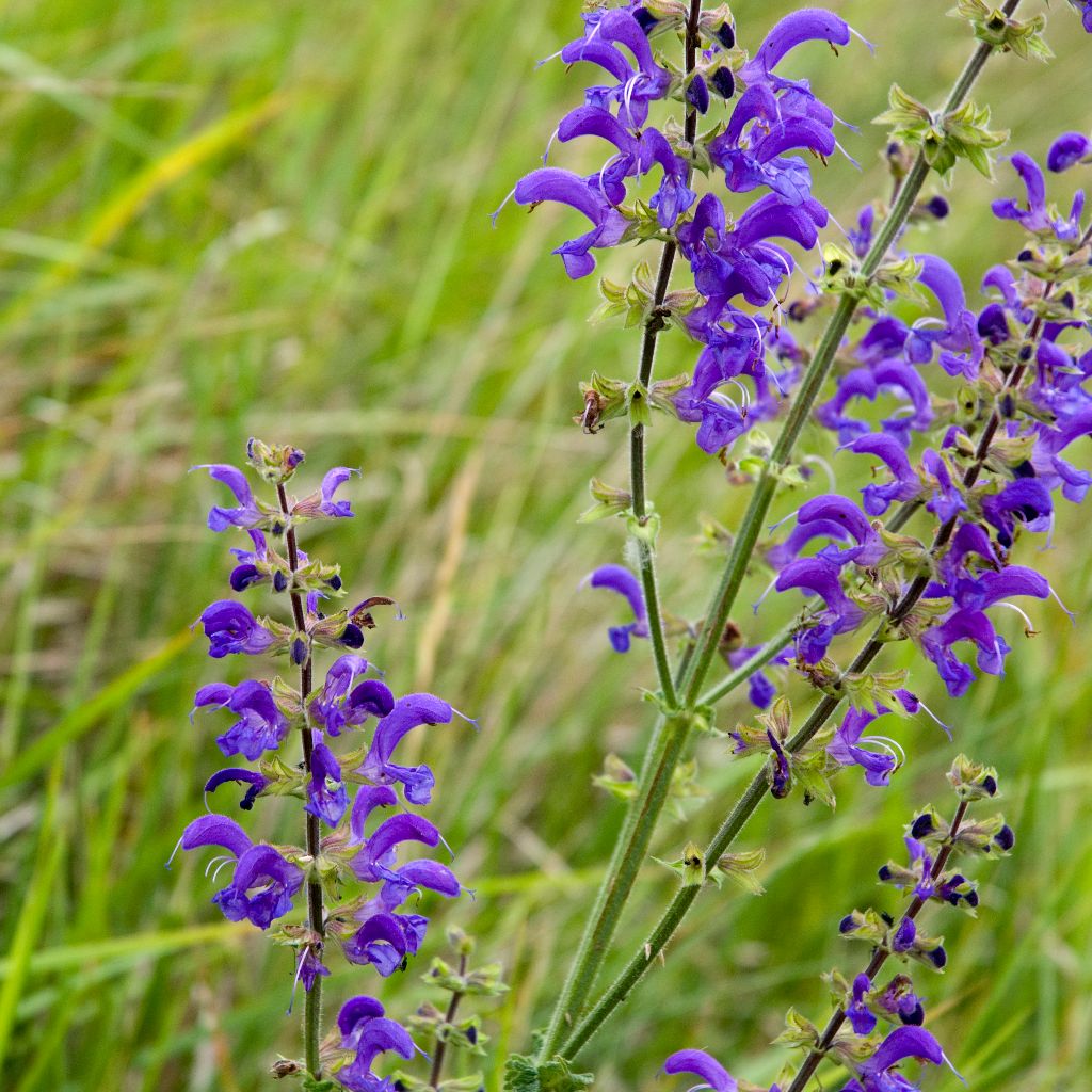 Meadow Sage Seeds (Salvia pratensis)