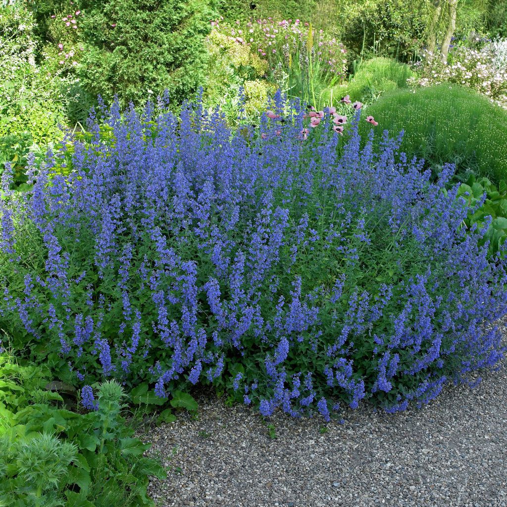 Meadow Sage Seeds (Salvia pratensis)