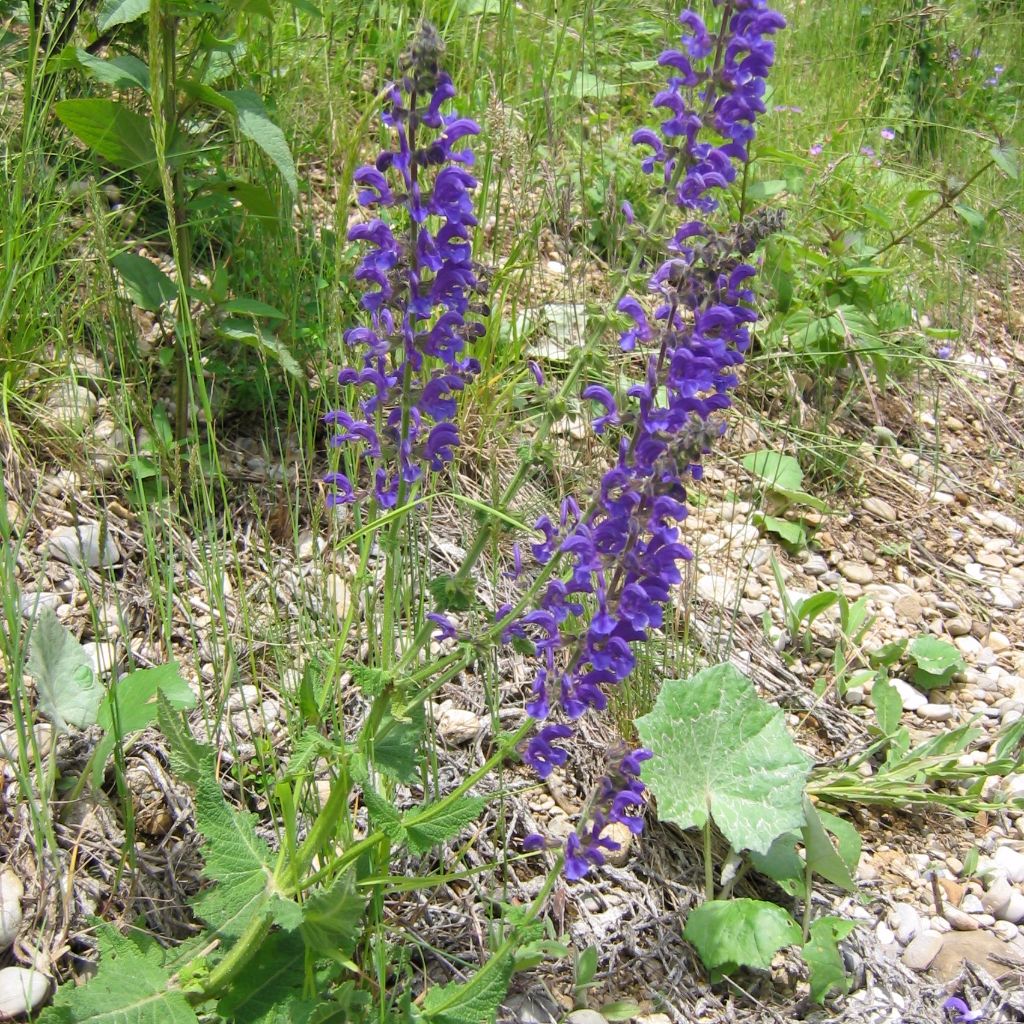 Meadow Sage Seeds (Salvia pratensis)