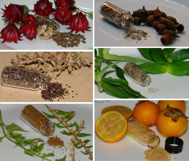 Medicinal Herb Garden Seed Collection #11