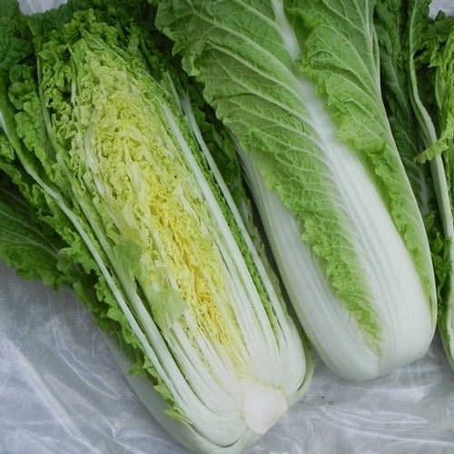 Michihili Chinese Cabbage Seeds