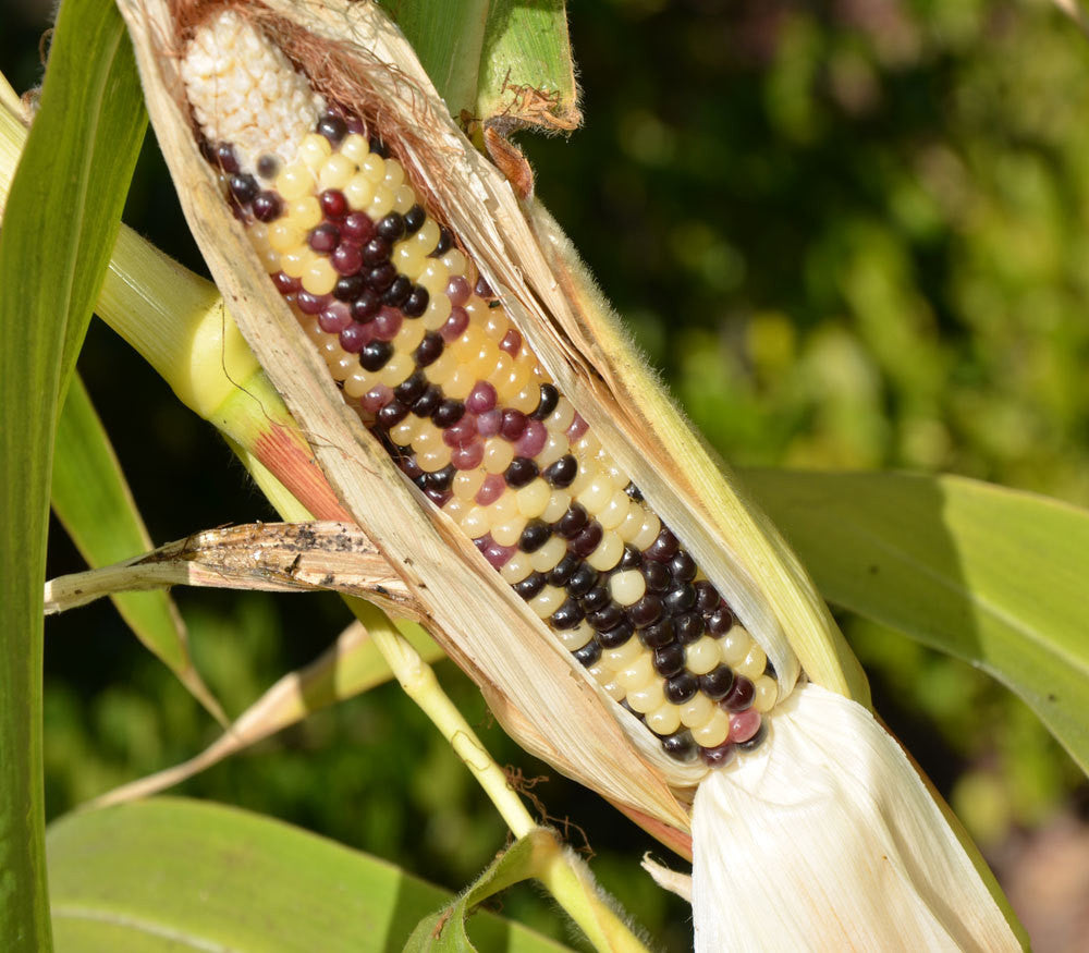 Miniature Colored Popcorn Seeds