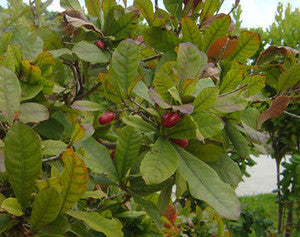 Miracle Fruit Seeds (Synsepalum dulcificum)