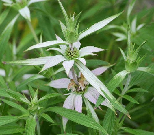 Spotted Bee Balm Seeds (Monarda punctata)