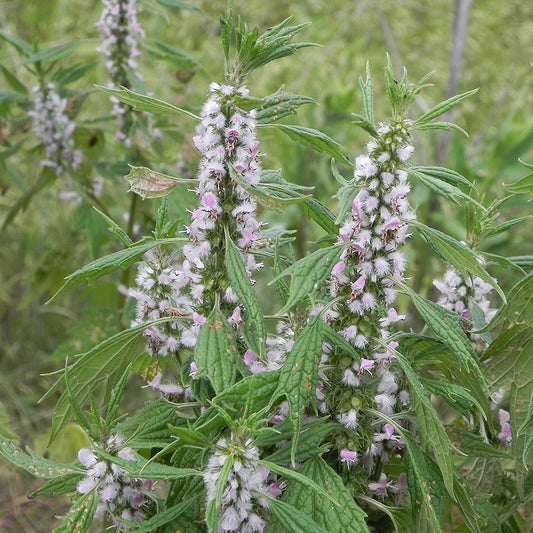 Motherwort Seeds (Leonurus cardiaca)