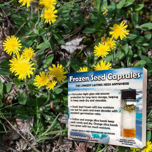 Mouse-Ear Hawkweed Seeds (Hieracium pilosella)