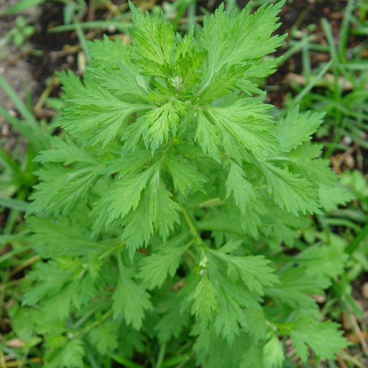 White Mugwort Seeds (Artemisia lactiflora)