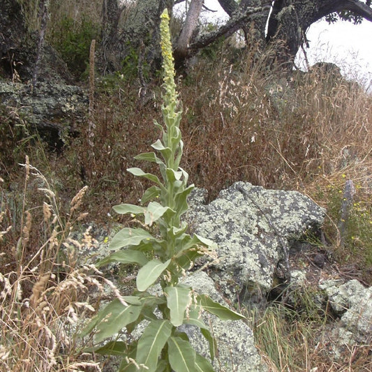 Mullein Seeds (Verbascum thapsus)