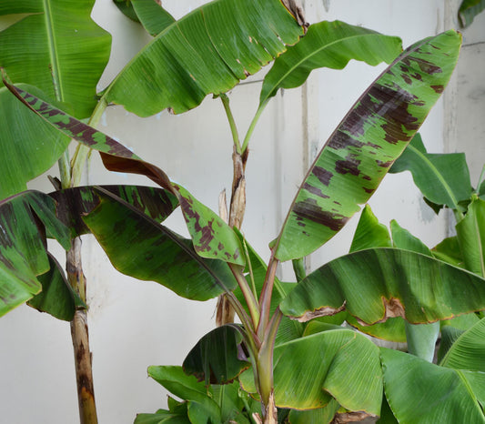 Blood Banana Seeds (Musa zebrina)