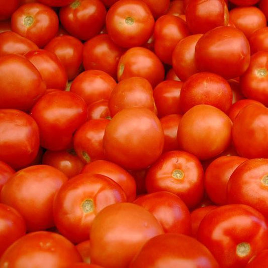 New Yorker Tomato Seeds