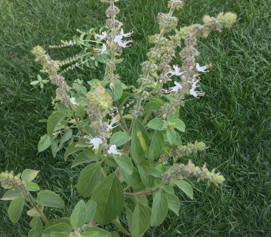 Camphor Basil Seeds (Ocimum kilimandscharicum)