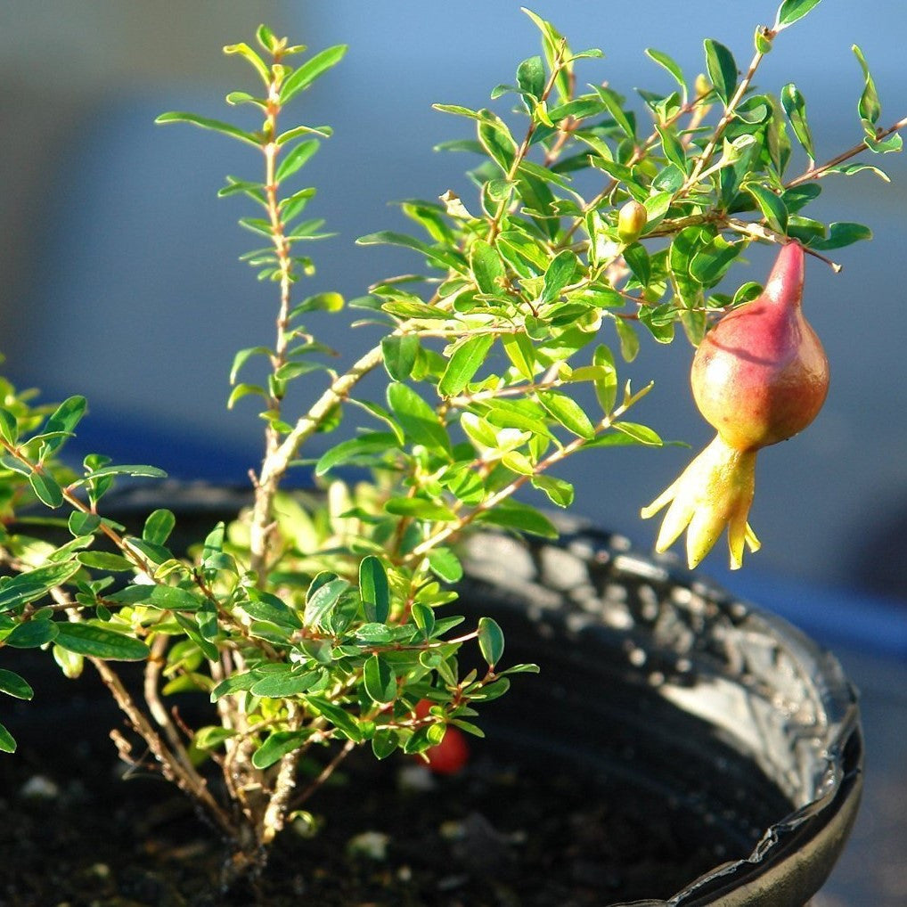 orange plant with red seeds inside Orange Master Pomegranate Seeds (Punica granatum)