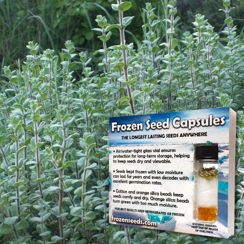 plant frozen seeds Oregano Seeds (Origanum vulgare)