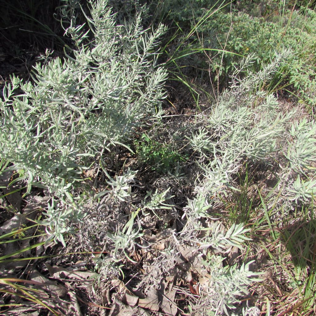 Prairie Wormwood Seeds (Artemisia ludoviciana)
