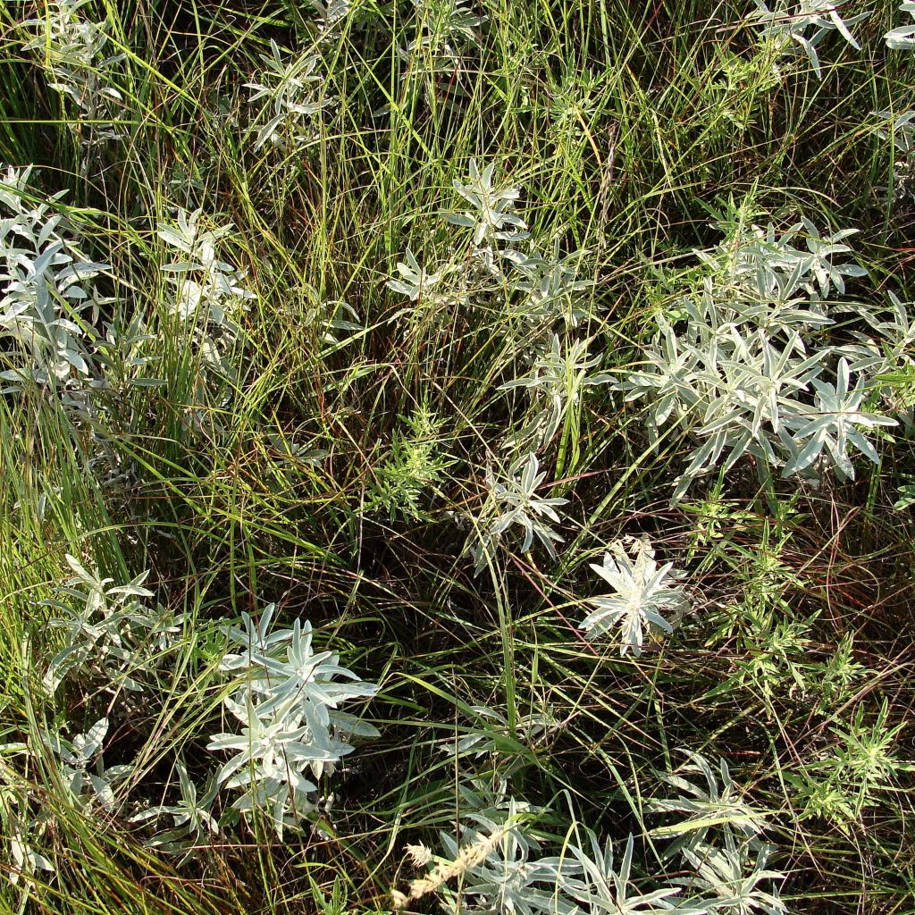 Prairie Wormwood Seeds (Artemisia ludoviciana)