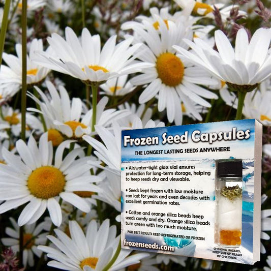 Ox-Eye Daisy Seeds (Chrysanthemum leucanthemum)