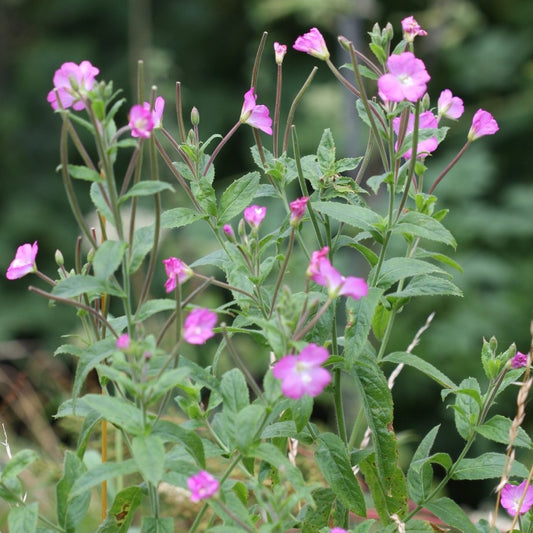 Willowherb Seeds (Epilobium parviflorum)
