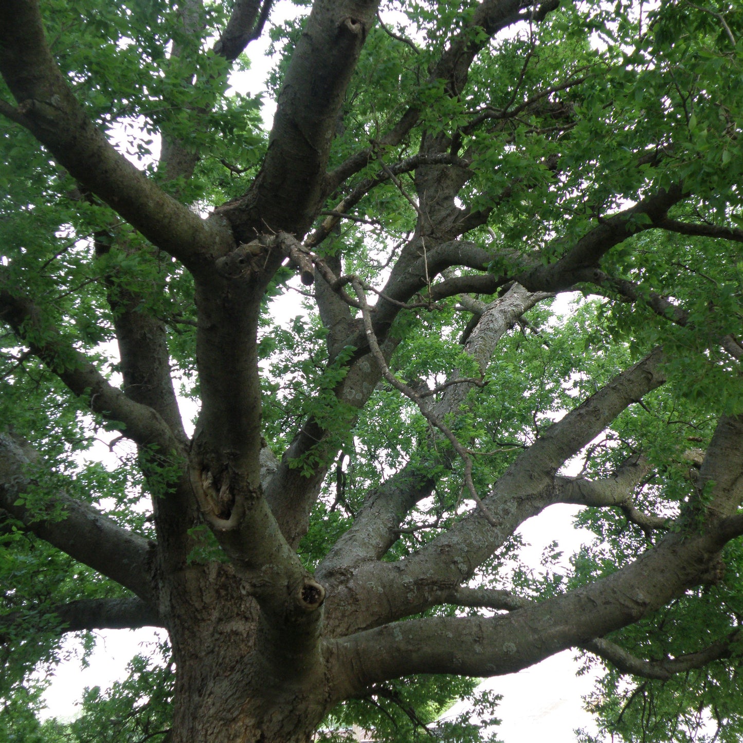 Hackberry Tree Seeds (Celtis occidentalis)