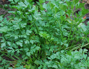 Parsley Seeds (Petroselinum crispum)